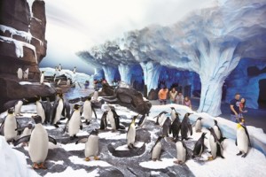 sea world penguins